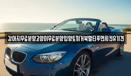 경상남도 창원시 마산합포구 반월동 중고차매입 전문 강아지무료분양고양이무료분양입양토끼거북말티푸먼치킨유기견